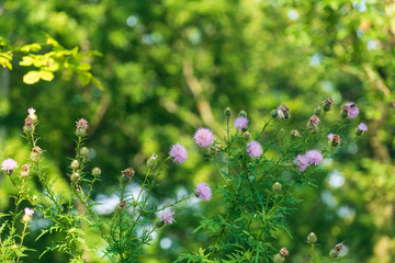 pink thistle flowers in the woods