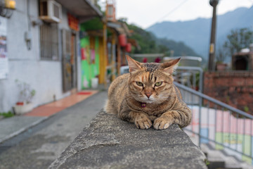 Obraz premium 台湾・十分の猫 1
