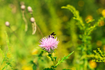 bumblebee on pink thistle flower in a field in Autumn