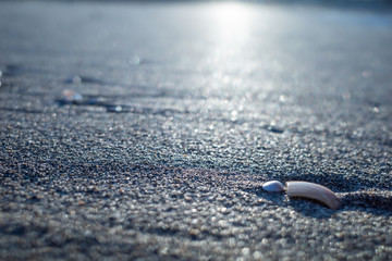 早朝、浜辺散歩