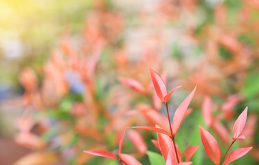 Young tree leaf on blurred background in the summer garden. Close-up nature leaves in field for use in web design or wallpaper.