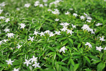 Close-up Gerdenia Crape Jasmine with green leaves wall background.