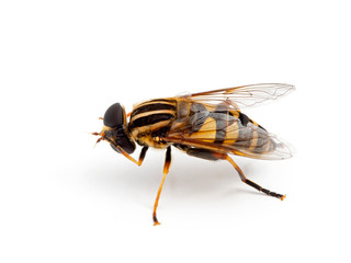 Colourful hover fly, Helophilus fasciatus, grooming its eyes and head with its front legs. Side view. Isolated.