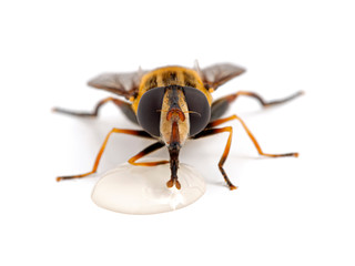 Close-up of a very pretty hover fly, Helophilus fasciatus, drinking from a drop of honey. Front view, isolated.
