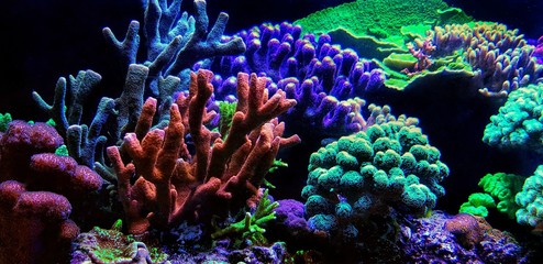 Dream Coral reef saltwater aquarium tank scene