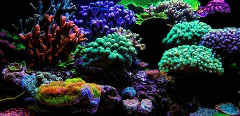 Dream Coral reef saltwater aquarium tank scene