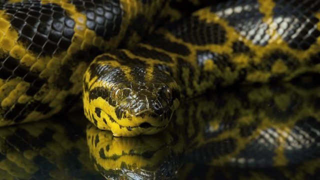 Closeup shooting of yellow anaconda looking at camera