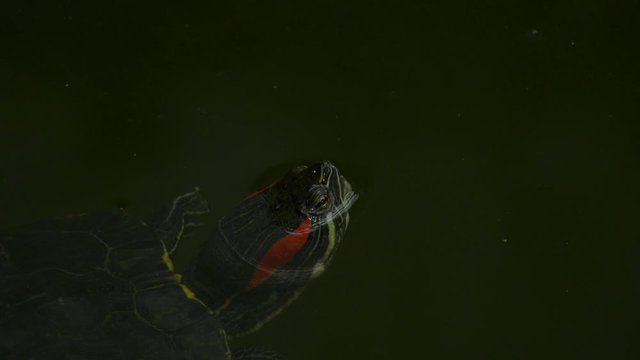 Wasserschildkr&ouml;te - Nahaufnahme Kopf