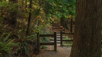 Wooden steps through forest on Loop Trail at Sasamat Lake, Belcarra Provincial Park
