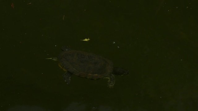 Wasserschildkr&ouml;te schwimmt im Wasser