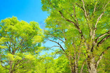  Looking up into the Canopy of a Beech Tree Forest