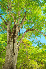 Looking up into Tall Beech Trees in Natural Forest