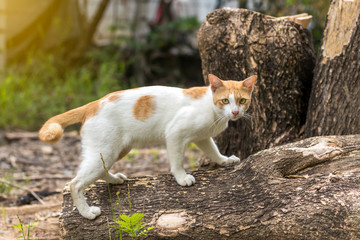 Naklejka na ściany i meble White-yellow Thai cat and tree stump.