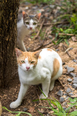White-yellow Thai cat and tree stump.