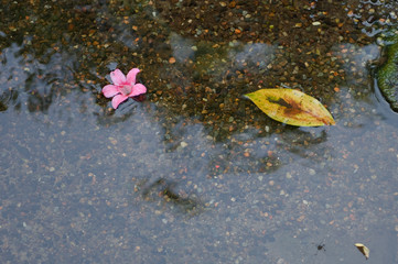 水に浮かぶ花と葉
