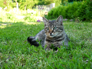 Naklejka na ściany i meble Spotty brown beautiful cat on the grass. Kitten in the open air.