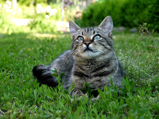 Naklejka na ściany i meble Spotty brown beautiful cat on the grass. Kitten in the open air.