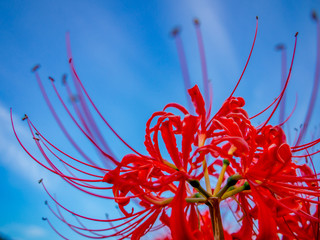 【伊豆修善寺近郊】ヒガンバナの咲く風景【花・秋】