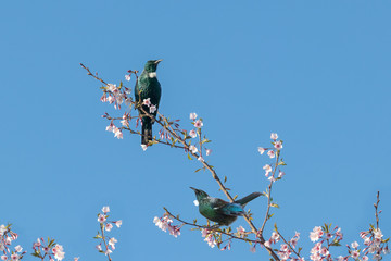 New Zealand native birds Tui are sitting on the branches of cherry tree