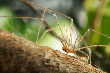 Female Daddy Longlegs, climbing up a branch. Macro Photo