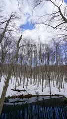 Foto auf Leinwand 新潟県松之山温泉、冬の美人林と雪国の青空１ © ZUN
