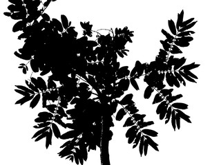 dark tone of leaf tree isolated on white background