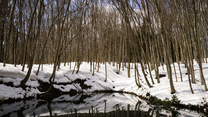 新潟県松之山、冬の美人林