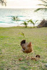 ニューカレドニア ロイヤルティ諸島　リフー島　シャンパーニュビーチの鶏の親子