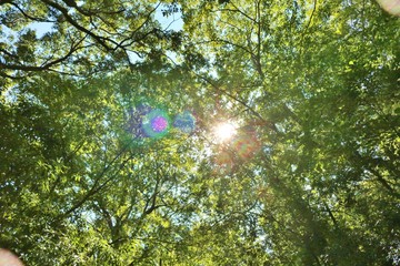 森　秋　太陽　風景　杤木