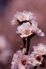 Flores de almendro en primavera