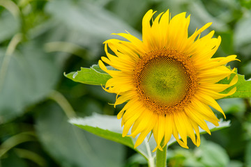 Fototapeta premium sunflower in the garden