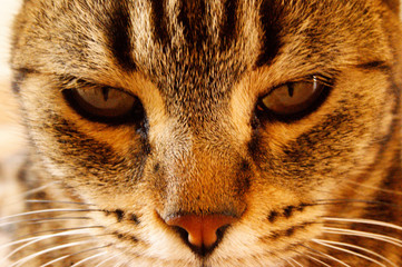 Gato molesto por la foto