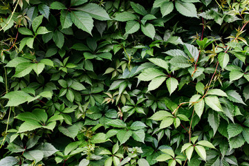 background of green ivy overgrown wall