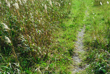 小道　草　素材