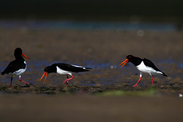 Oystercatchers from Neretva delta, Croatia