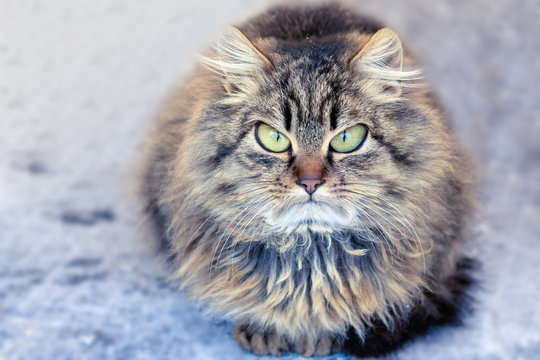 angry displeased gray-brown cat with fluffy long hair. Sitting on the street in winter