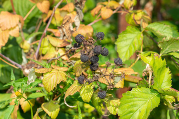 dry sick fruits of black raspberries on a background of green leaves close-up macro.