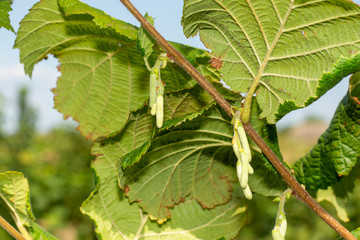 flowers and ripe nuts of hazelnuts on the bushes with green and red leaves close-up macro. Hazelnut Industrial Garden