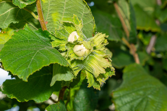 flowers and ripe nuts of hazelnuts on the bushes with green and red leaves close-up macro. Hazelnut Industrial Garden