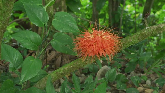 Brownea flower growing in Hawaii