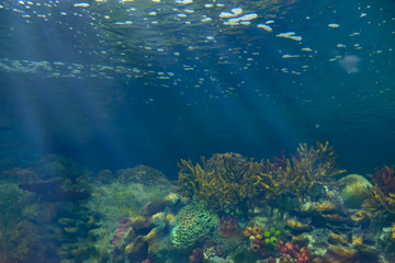 Fototapeta na wymiar sunlight shining through sea surface to colorful corals and plants under water