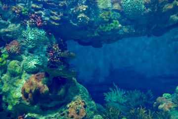 Fototapeta na wymiar colorful coral cave under water