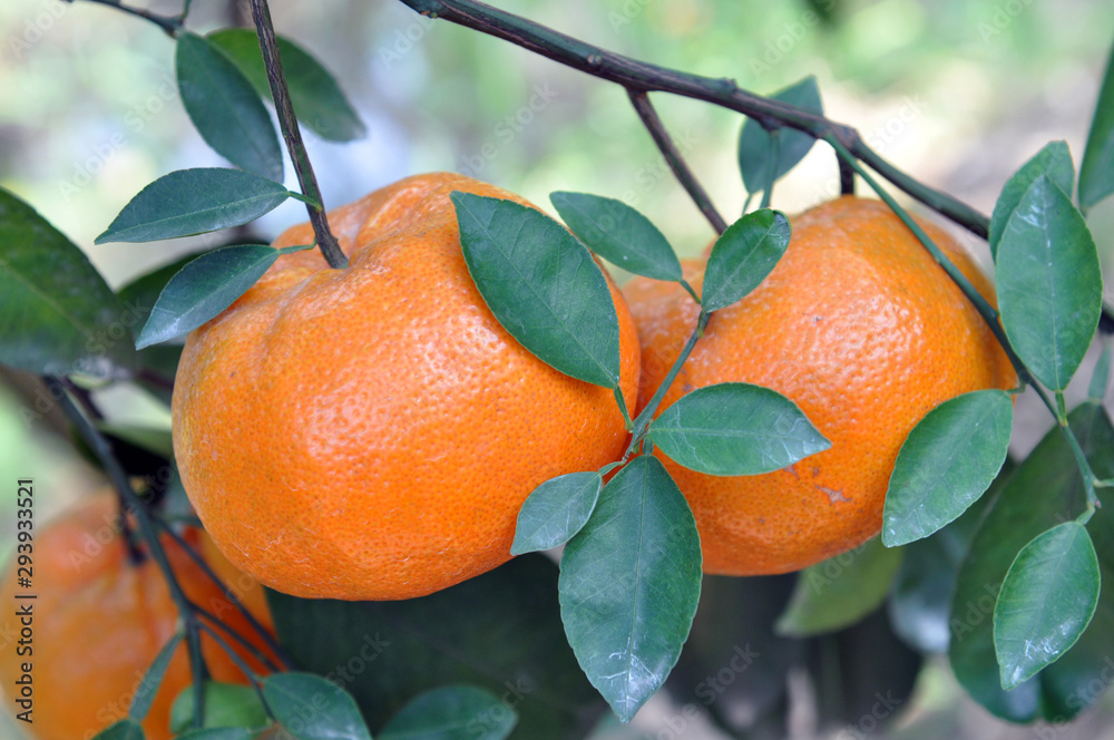 Sticker tangerines fruit