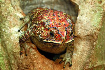 leopard gecko, eublepharis macularius, tokay gecko lizard