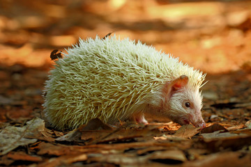 mini albino hedgehog