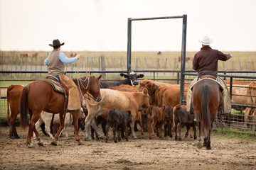 Cowboys rounding up cattle