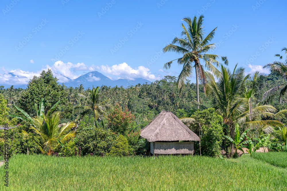 Wall mural landscape with rice fields, straw house and palm tree at sunny day in island bali, indonesia. nature