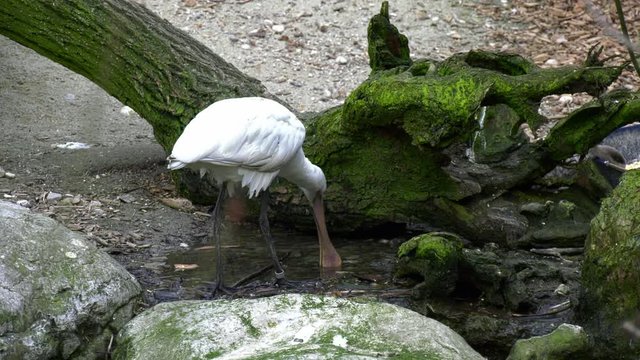 Schmalschnabell&ouml;ffler Vogel am Wasser