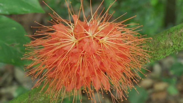 Brownea flower growing in Hawaii