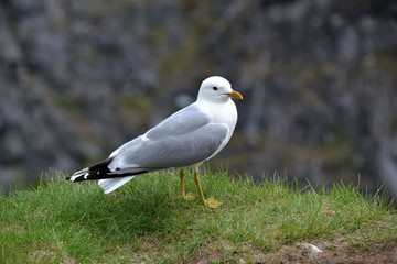 Seagull stands over the cliff on thin yellow legs